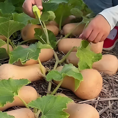 SWEET CREAM PUMPKIN SEEDS