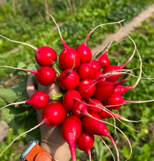 Radish Cherry Belle Seeds