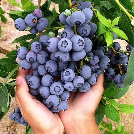 👑 King of Berries: Extra-Large Blueberry Seeds – Year-Round Harvest