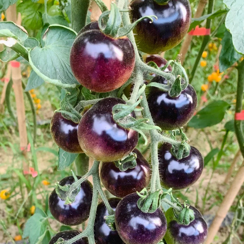 BLACK TOMATO SEEDS