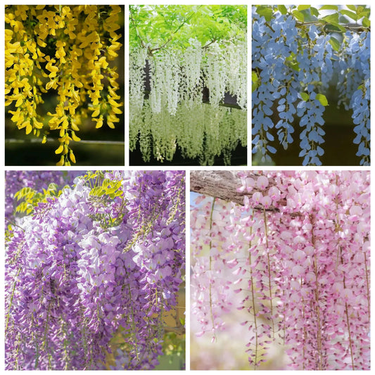 🌸WISTERIA SEEDS - THE GARDEN’S CASCADING BEAUTY ALL YEAR ROUND💗