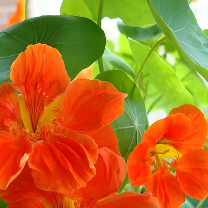 NASTURTIUM SEEDS