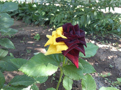 Rare Twin Red Yellow Rose - Seeds