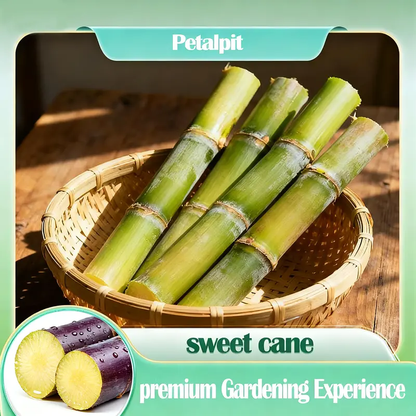 🌱 High-Yield Sugarcane Seeds - Easy to Survive & Grow, Perfect for Home Fruit Planting