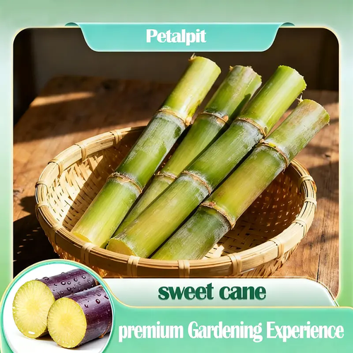 🌱 High-Yield Sugarcane Seeds - Easy to Survive & Grow, Perfect for Home Fruit Planting