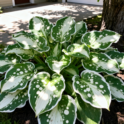 💥2025 Hot Sale 🧚 Rare colored Hosta Seeds Perennial Shade Plant for Garden