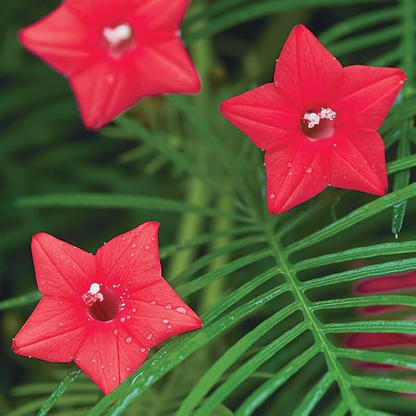 🌼 Cypress Vine-Climbing Vine Seeds