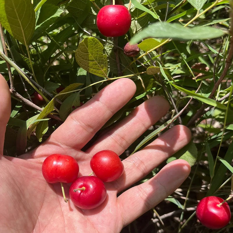 🍒DWARF CHERRY🌿PRUNUS HUMILIS SEEDS