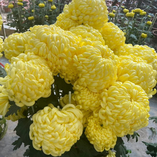 Large Double Chrysanthemum Seeds!
