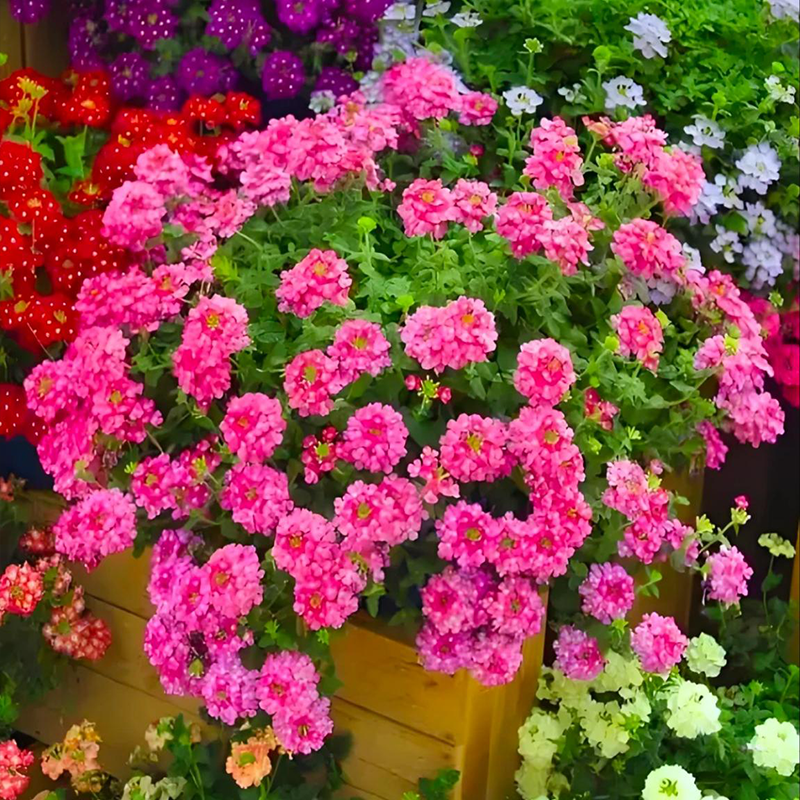 Potted flower seeds-Verbena seeds Four seasons sowing landscape flower sea potted flowers