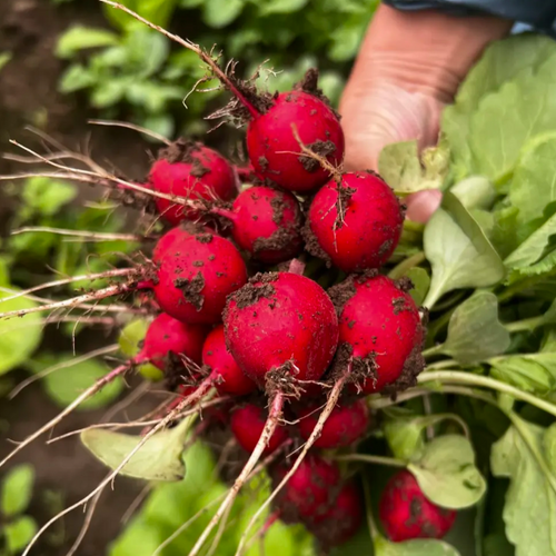 Radish Cherry Belle Seeds