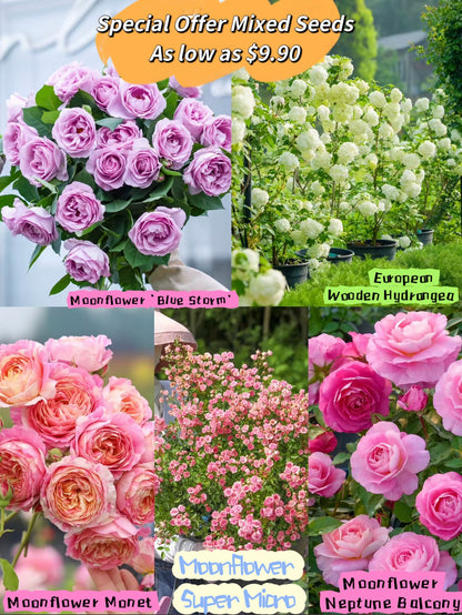 💥 One Day Left! Grab Gorgeous Blooms 💐