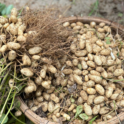 HIGH-YIELD & PREMIUM-QUALITY PEANUTS SEEDS