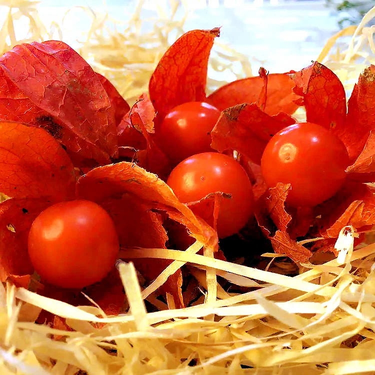 Creamy Maiden Fruit Seeds