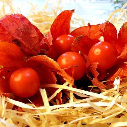 Creamy Maiden Fruit Seeds