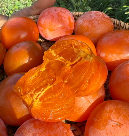 🍊 Fire Crystal Persimmon: The Honey-Sweet, Juicy Fruit That High-Yielding!