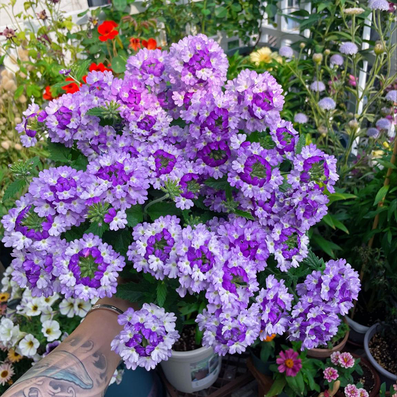 Potted flower seeds-Verbena seeds Four seasons sowing landscape flower sea potted flowers