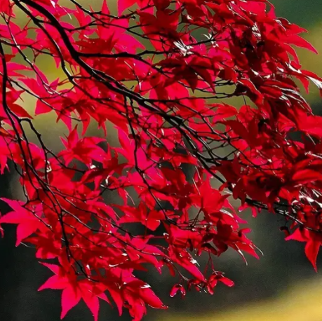 Sapphire Maple Tree Seeds – Grow Your Stunning Blue Foliage This Season!