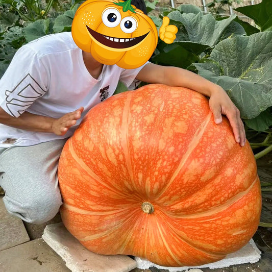Giant Pumpkin - Up to 500 pounds👍